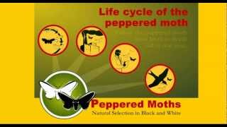 The Peppered Moth  Natural Selection Game [upl. by Mic]