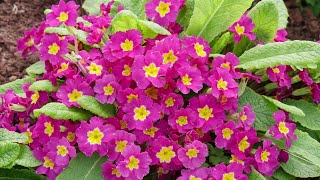 Primroses and Polyanthus are BeautifulEasy to grow and return year after year with minimal effort [upl. by Dustin721]