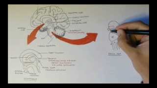 Brain Anatomy Overview  Lobes Diencephalon Brain Stem amp Limbic System [upl. by Lisan]