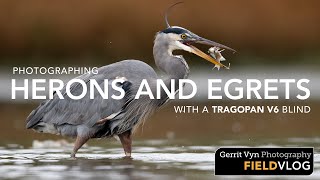 Photographing Herons with a Tragopan V6 Blind [upl. by Eemiaj]