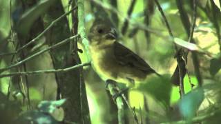 Corbatita picudo Sporophila falcirostris VOCES [upl. by Nahtanoj465]