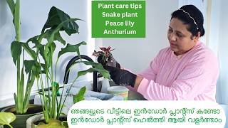 How to Grow and Take Care of Indoor Plants  Indoor Plants Caring Tips in Malayalam [upl. by Asus161]