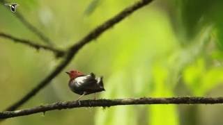 ClubWinged Manakin Dance [upl. by Herbie]