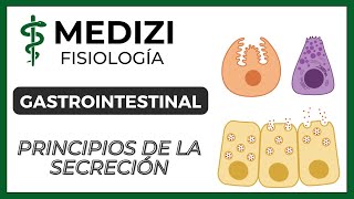 Clase 47 Fisiología Gastrointestinal  Principios básicos de la Secreción IGdoctorpaiva [upl. by Eniarol]