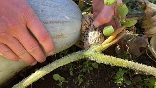 Winter Squash Harvest Tips [upl. by Ermina454]