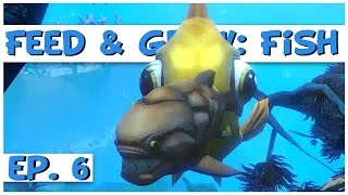 Feed and Grow Fish  Ep 6  Gigantic Goldfish  Feed and Grow Fish Gameplay [upl. by Magan]