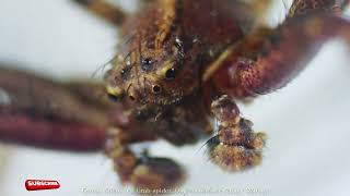 Exploring Red Crab Spider under a Microscope RedCrabSpider CrabSpider [upl. by Gypsie]