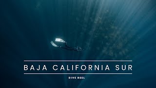 Baja California Sur Mexico Dive Reel  Dolphins Mobula Rays Sea Lions  4K HD [upl. by Neisa]