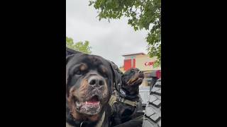 PRO ALPHA ZSECURITY🔥🐕‍🦺rottweileryoutubeshortsdogpetsviraltrendtrendingdoglover [upl. by Gnuhp565]