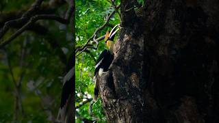 Don’t miss out on this incredible sight Watch as a great hornbill brings three birdsbirdsshorts [upl. by Ursulina434]