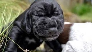 Funny sneezing dogs  Animal compilation [upl. by Ballard]