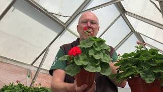 Pelargoniums  Cutting Back Young Plants for Shape [upl. by Ymot]