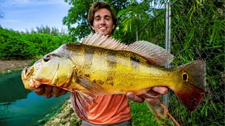 Catching PEACOCK BASS in Florida  Peacock Bass Fishing 4K [upl. by Delahk]