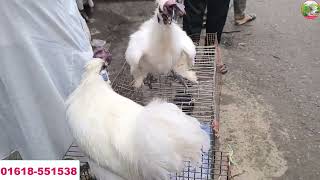 Kaptan bazar hat। Chicken collection in Dhaka। BD Chasi Agro [upl. by Atwahs]