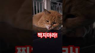 자동차 지붕 위의 길냥이 찍지마라 찍지마라 길냥이그램 길냥이 고양이일상 catvideo [upl. by Andris405]