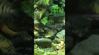 FiremouthConvict Hybrid cichlid fish accidental breeding cichlid aquarium breeding rabbitfish [upl. by Ivetts]