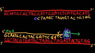 Primer Design for PCR [upl. by Tanya]