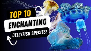 DIVE into the Abyss UNVEILING the TOP 10 Enchanting Jellyfish Species [upl. by Halak]