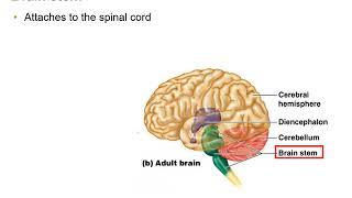 Diencephalon Brain Stem and Cerebellum [upl. by Adnoloy]