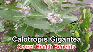 12 Health Benefits of Calotropis Gigantea [upl. by Ahcarb]