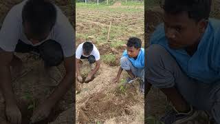 Chilli plantation how to chili plantation in india How to chilli farming sabse chillifarming [upl. by Ert]