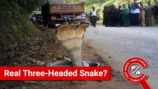 FACT CHECK Viral Image Shows Real ThreeHeaded Snake [upl. by Ynnel337]