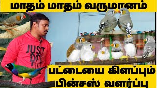 finches valarpu in tamilfinches Bird full informationYasmaking [upl. by Tur]