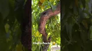 Picking Elberta Peachespeaches fruit summer [upl. by Llerat]