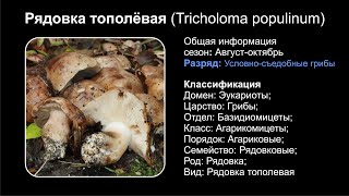 Рядовка тополёвая Tricholoma populinum [upl. by Ylesara]