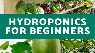 Hydroponics for Beginners  Everything You Need to Know for Successful Hydroponic Growth [upl. by Yoo]