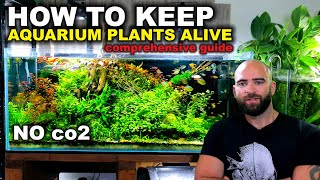 How To Keep Low Tech Aquarium Plants Alive  Comprehensive Guide 2022 [upl. by Eisserc]