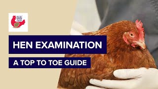 British Hen Welfare Trust  Hen Health  Hen Examination [upl. by Aztiley]