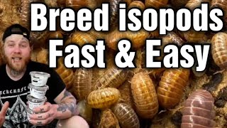 The Best Way To Breed Isopods Beginners Guide [upl. by Gnay178]