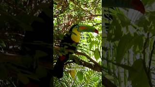 Toucan  Most Unique Vibrant Wonder [upl. by Erlina253]