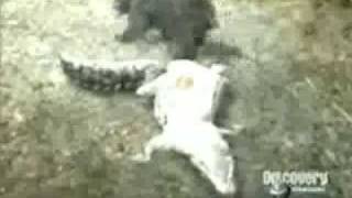 Bear vs Caiman Bear totally Destroys and Owns Caiman [upl. by Drahnreb347]