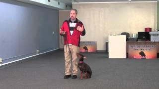 Nala Trained 5 Month Old Doberman Puppy Doing Basic Obedience [upl. by Glori839]