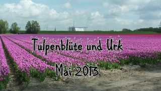 Tulpenblüte in den Niederlanden [upl. by Repohtsirhc]