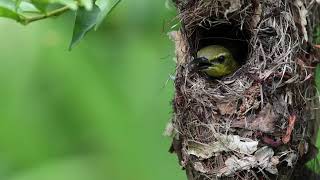 Ornate Sunbird Nest [upl. by Hubing]