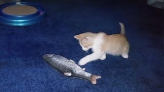 Kittens Encounter with the Floppy Fish [upl. by Saidnac]