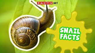 Snail Facts You Probably Didnt Expect [upl. by Dajma]