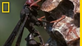 Paper Wasp vs Army Ant Horde  National Geographic [upl. by Aniat]