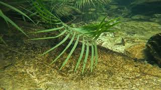 Filament Barbs in an Eastern Ghat stream in Andhra Pradesh India Watch in 4K [upl. by Lewert]