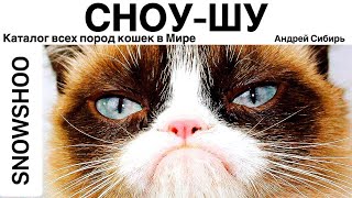 СНОУШУ ВСЕ ПОРОДЫ КОШЕК МИРА SNOWSHOO [upl. by Acsehcnarf96]