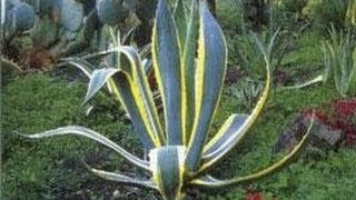 Plantes Grasses  Aloe Gymnocalycium Espostoa Cereus Echinocactus [upl. by Enos]