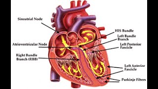 Purkinje Fibers  Definition Location Roles functions Dysfunction [upl. by Haas]