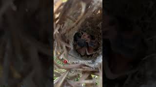 4 day old chicks of Zitting cisticola [upl. by Sylvanus]