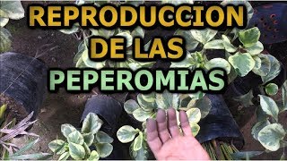 Como reproducir la planta Peperomia variegata  Info Garden [upl. by Jed]