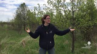 How to identify callery pear Pyrus calleryana [upl. by Rosita797]