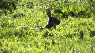 Rabbits Oryctolagus cuniculus  How To Identify [upl. by Llahsram]