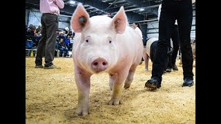 Breeding Swine Show 11223 [upl. by Aenej]